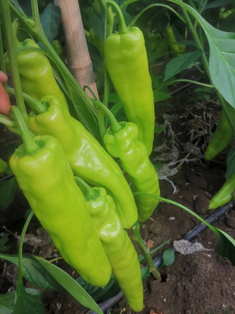 【辣椒】辽宁精品鲜辣椒尖椒产地直供保质保量欢迎选购