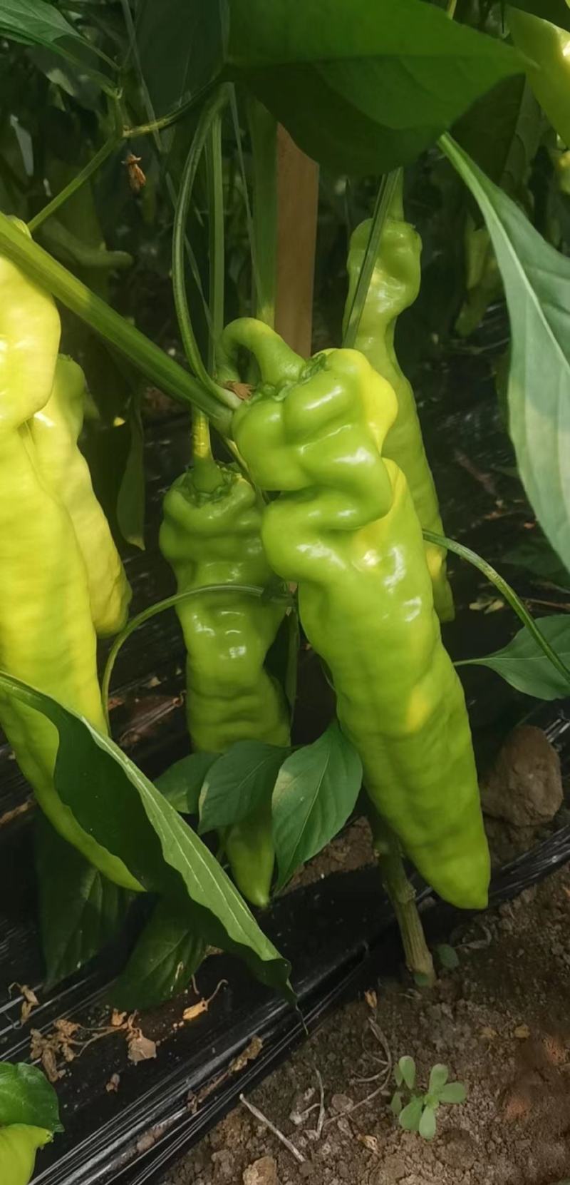 【热卖】辽宁精品尖椒青皮牛角椒大量上市中基地直供电商货源充足
