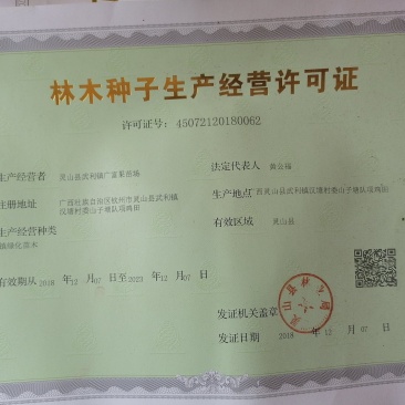 无花果苗10~20cm