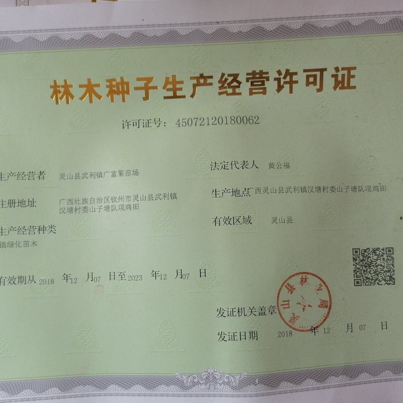无花果苗10~20cm