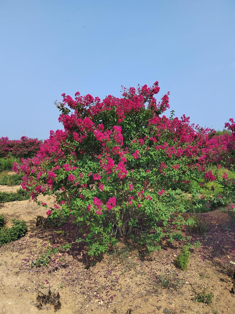 丛生玫瑰红紫薇花球高3米冠3米量大，有需要的朋友联系我！