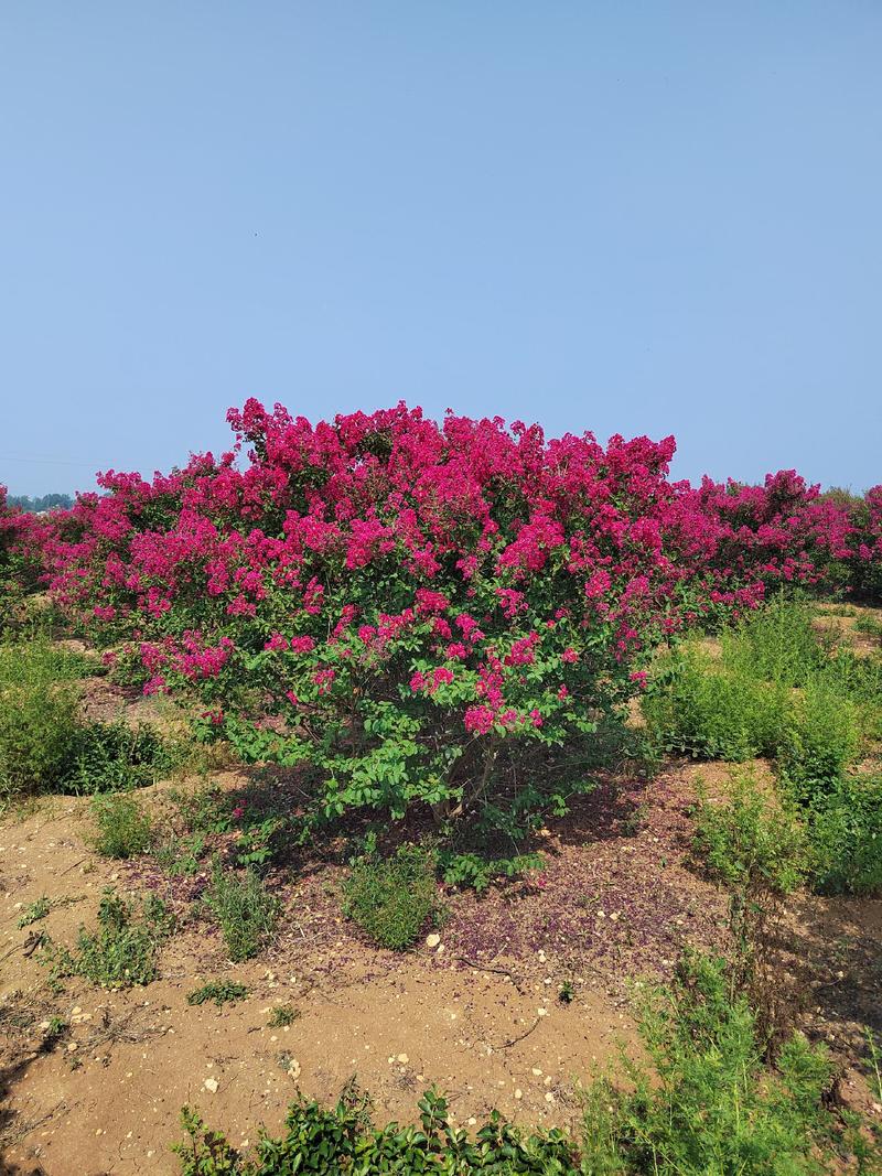 丛生玫瑰红紫薇花球高3米冠3米量大，有需要的朋友联系我！