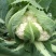 花菜苗实菜花苗紫色花椰菜苗紫花菜苗菜花苗包回收