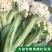 花菜苗实菜花苗紫色花椰菜苗紫花菜苗菜花苗包回收
