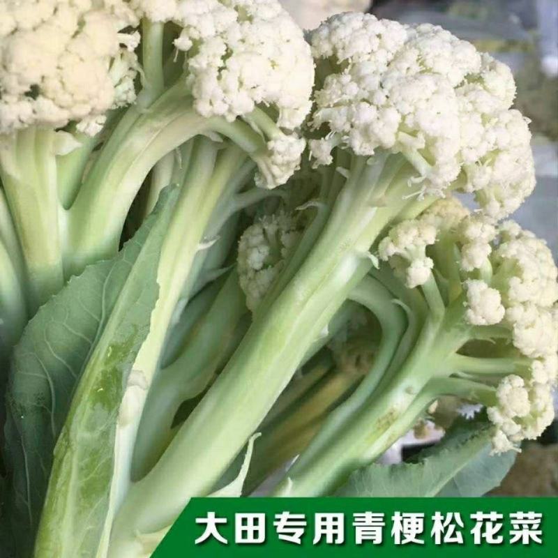 花菜苗实菜花苗紫色花椰菜苗紫花菜苗菜花苗包回收