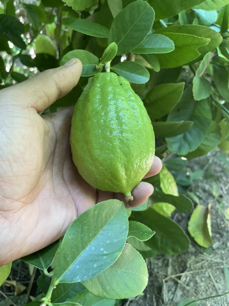 香水柠檬，四季香水柠檬，青柠檬，普通柠檬