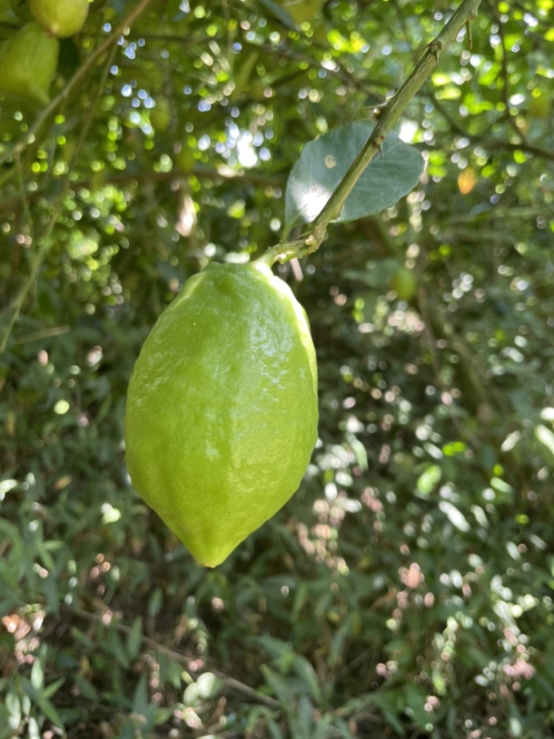 香水柠檬，四季香水柠檬，青柠檬，普通柠檬