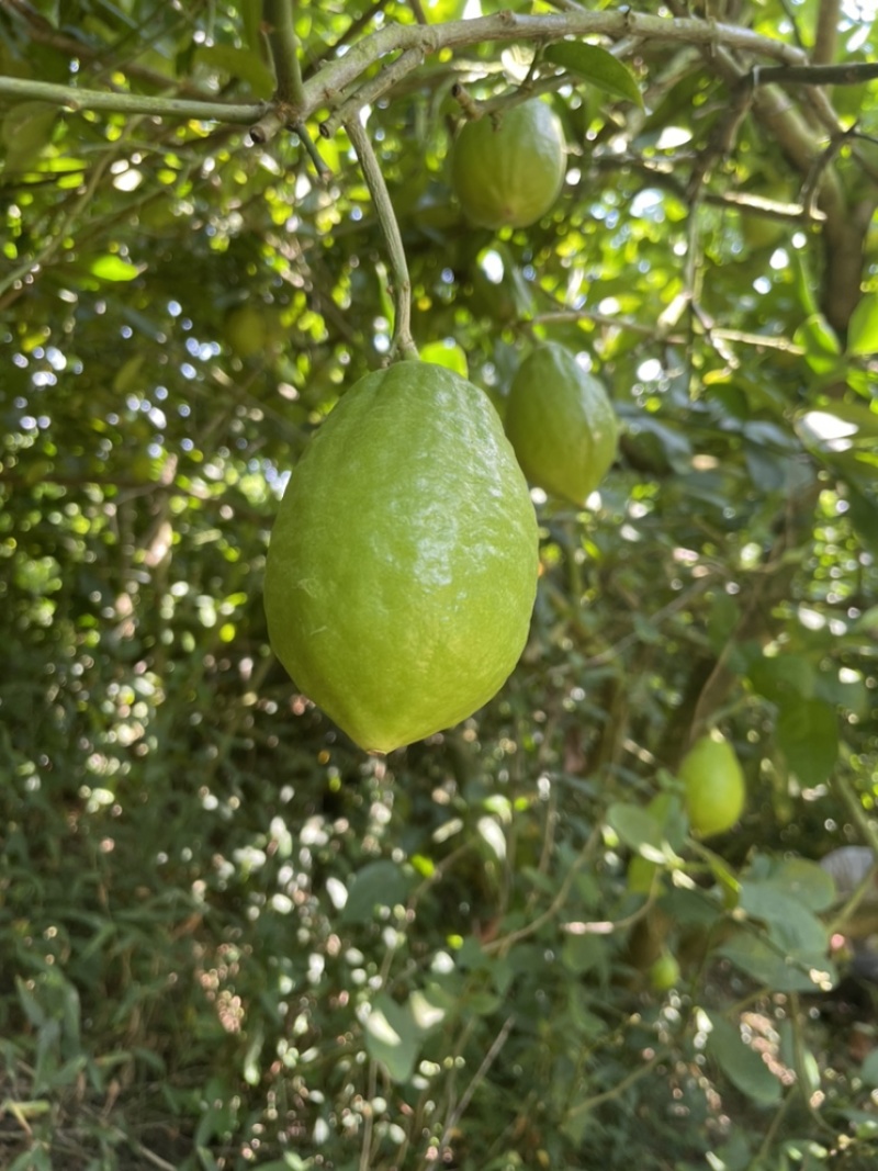 香水柠檬，四季香水柠檬，青柠檬，普通柠檬