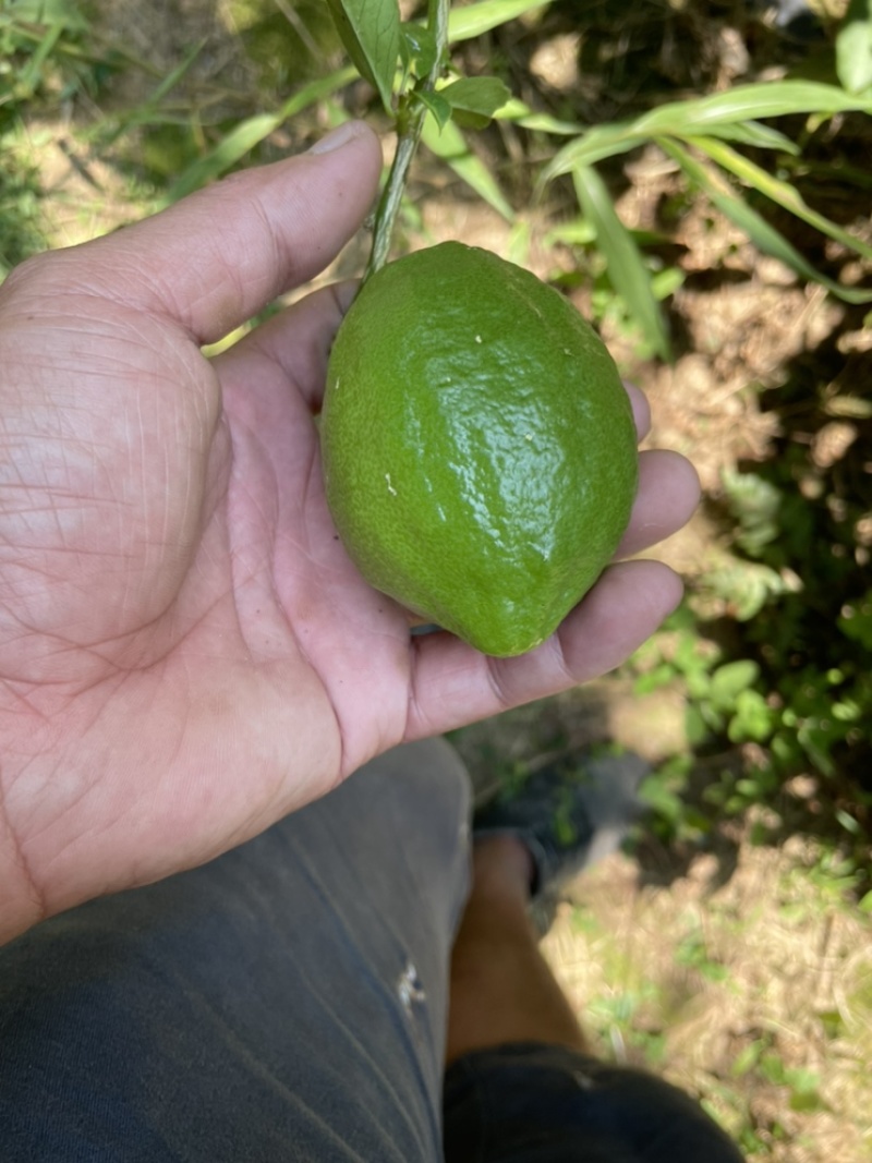 香水柠檬，四季香水柠檬，青柠檬，普通柠檬