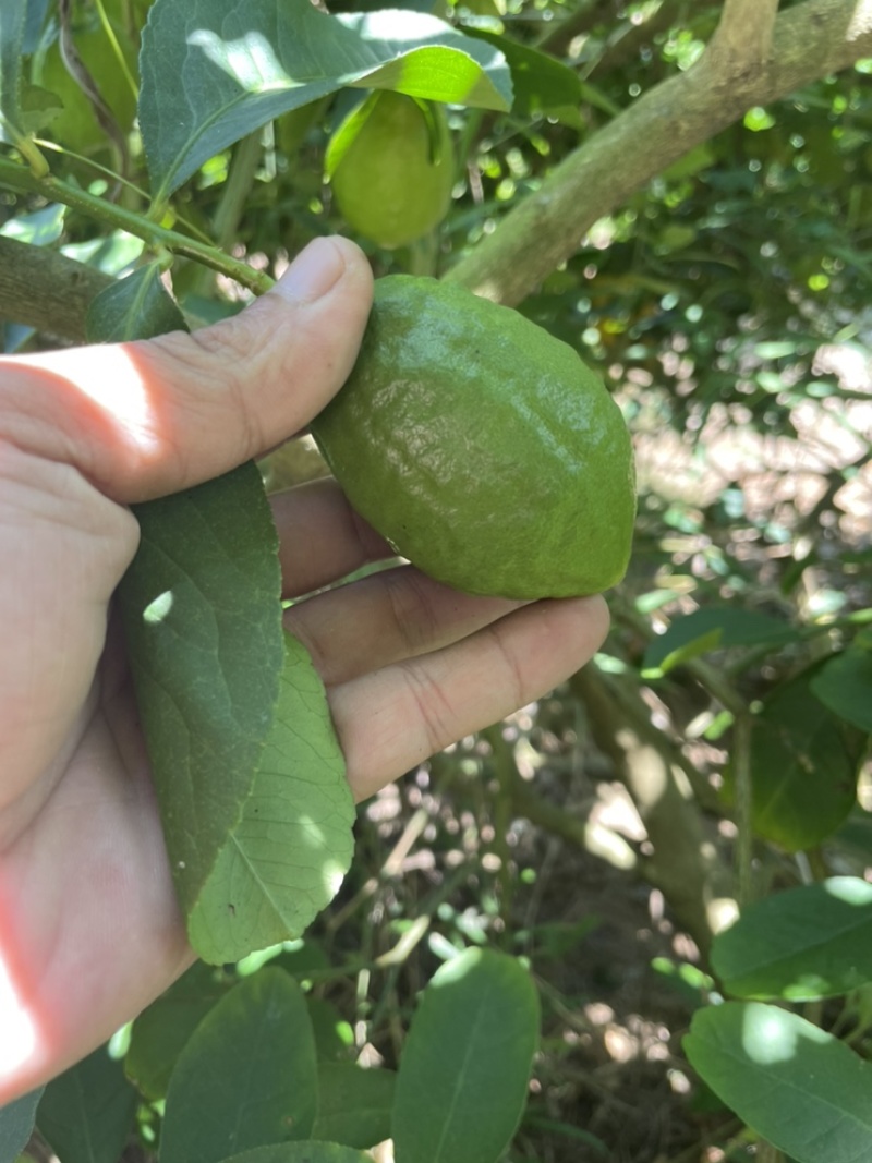 香水柠檬，四季香水柠檬，青柠檬，普通柠檬