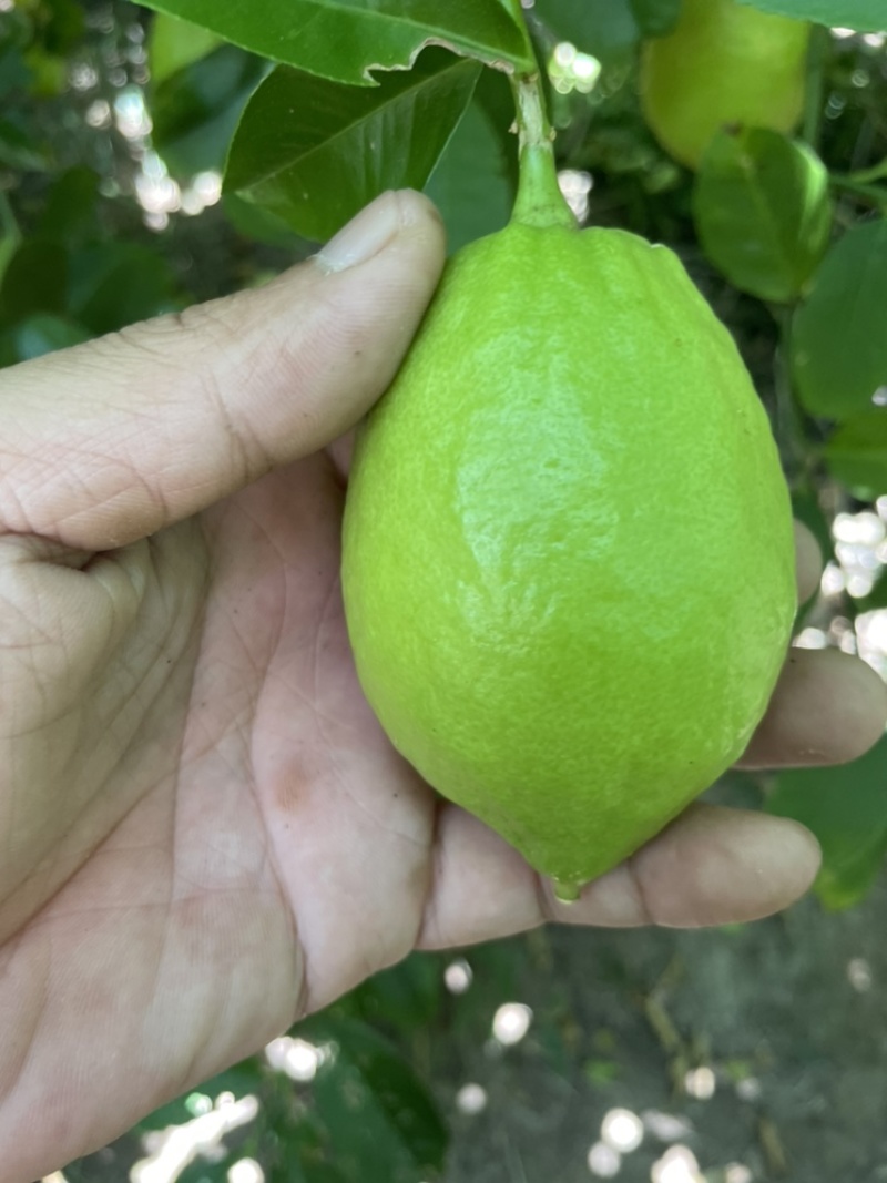 香水柠檬，四季香水柠檬，青柠檬，普通柠檬