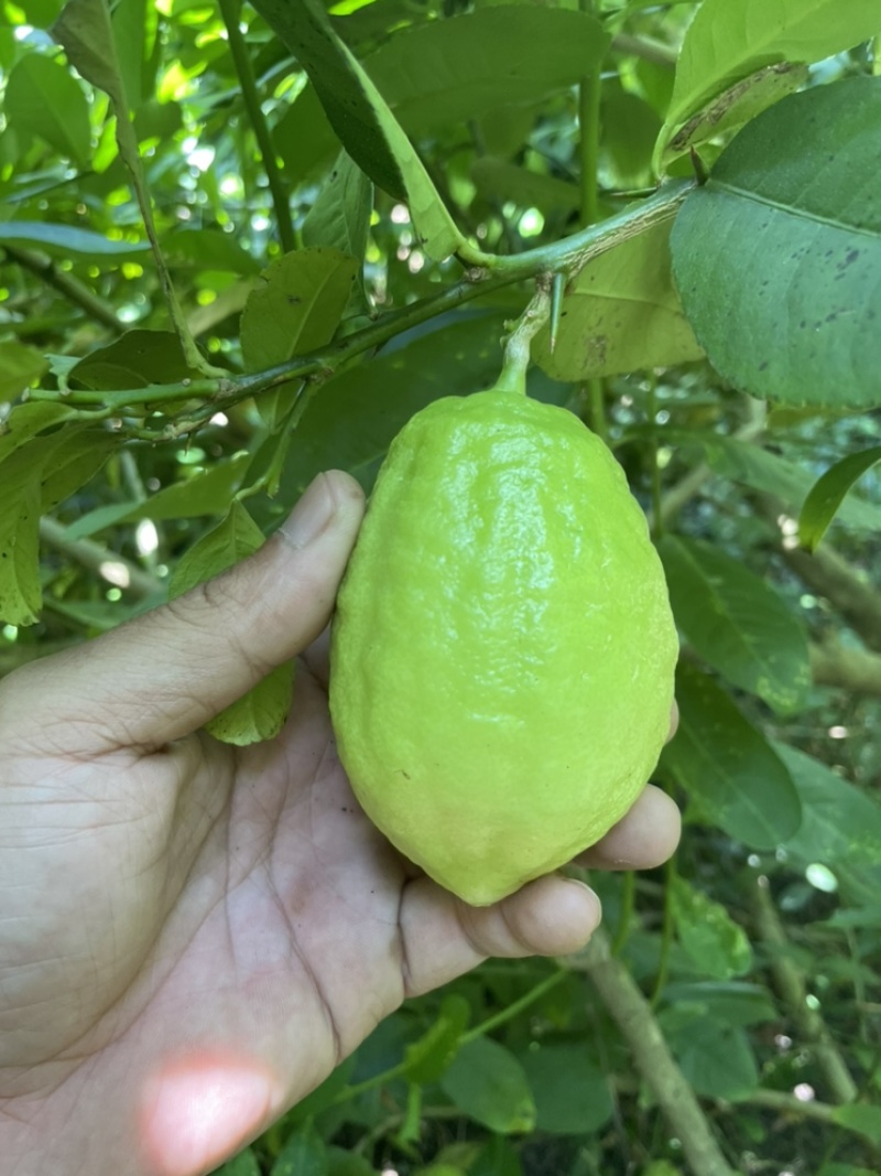 香水柠檬，四季香水柠檬，青柠檬，普通柠檬