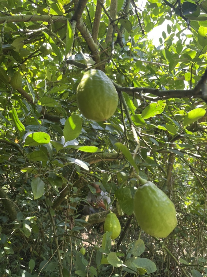 香水柠檬，四季香水柠檬，青柠檬，普通柠檬