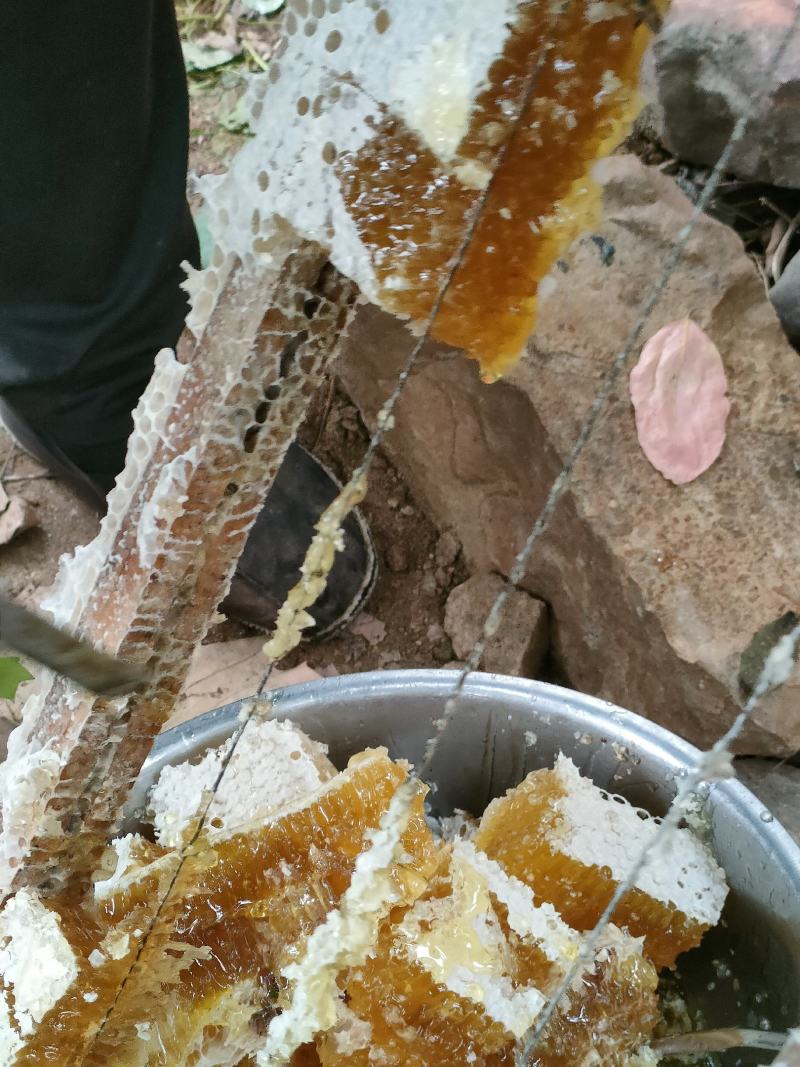 土蜂蜜