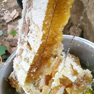 土蜂蜜