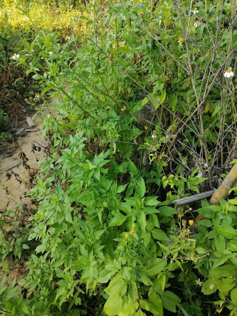 野生鬼针草干品