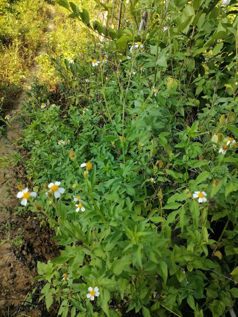 野生鬼针草干品