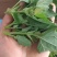 速冻灰灰菜，山野菜，厂家直供，产地直销，量大从优欢迎来电