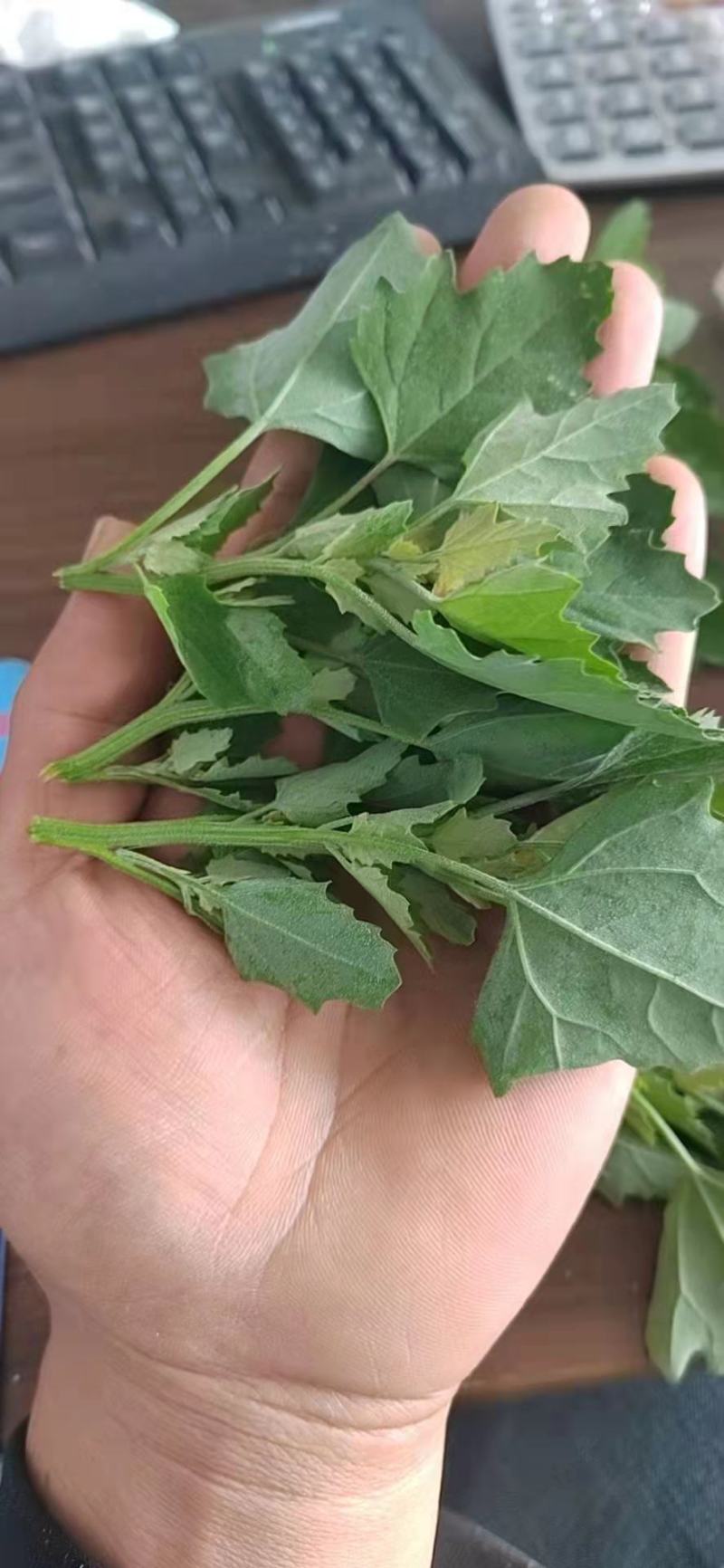 速冻灰灰菜，山野菜，厂家直供，产地直销，量大从优欢迎来电
