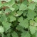 速冻灰灰菜，山野菜，厂家直供，产地直销，量大从优欢迎来电