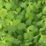 速冻灰灰菜，山野菜，厂家直供，产地直销，量大从优欢迎来电