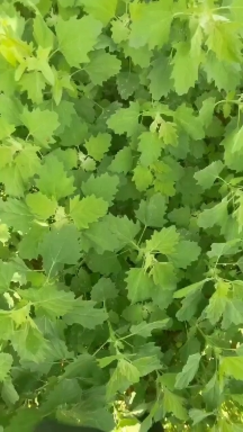 速冻灰灰菜，山野菜，厂家直供，产地直销，量大从优欢迎来电