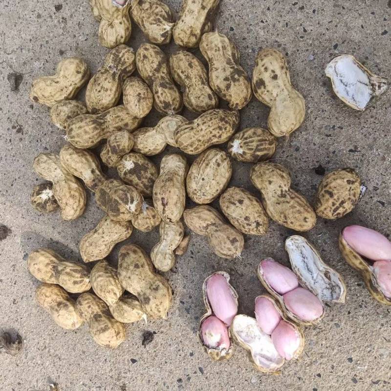 鲜果花生，中花系列，产地直销。电商超市优选