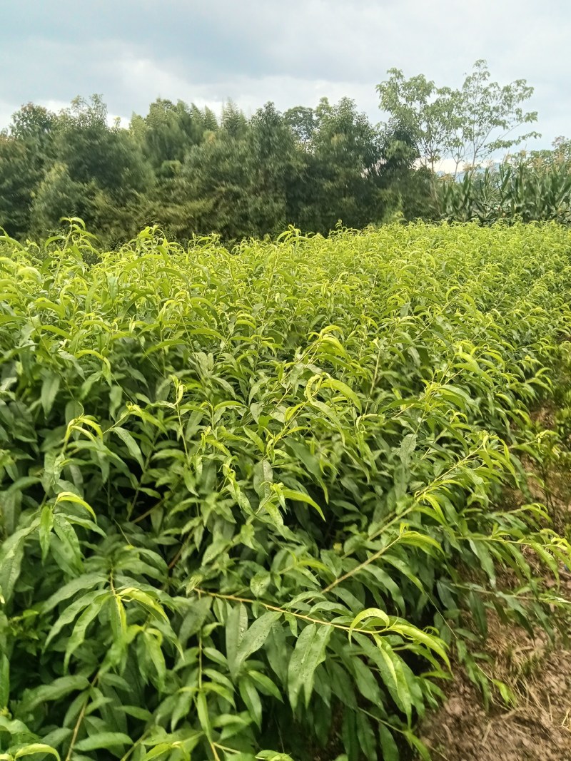 甘平苗