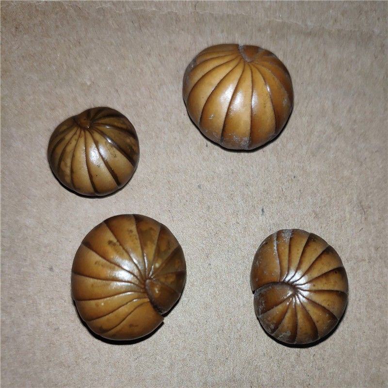 中药材滚山珠新货滚山虫滚山珠地罗汉