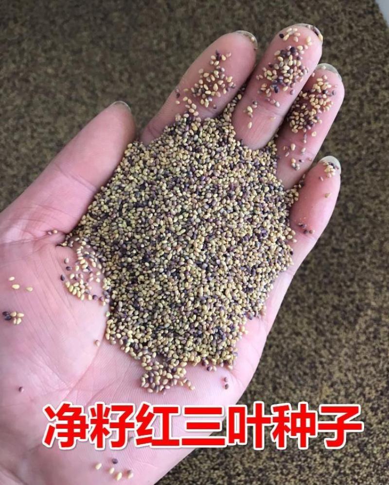 进口三叶草种子红三叶草籽护坡固土白三叶草果园绿肥绿化改善