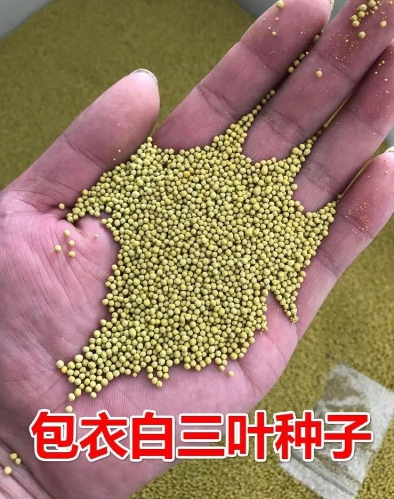 进口三叶草种子红三叶草籽护坡固土白三叶草果园绿肥绿化改善