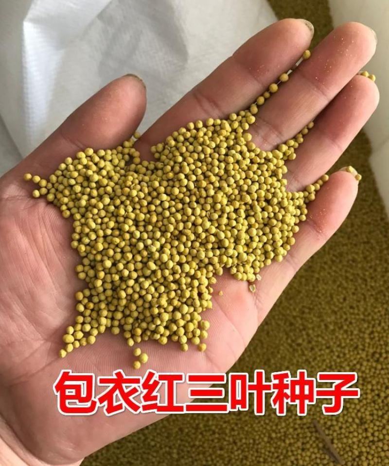 进口三叶草种子红三叶草籽护坡固土白三叶草果园绿肥绿化改善