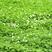 进口三叶草种子红三叶草籽护坡固土白三叶草果园绿肥绿化改善