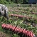 湖北长阳高山海拔1500米以上红皮萝卜已大量上市