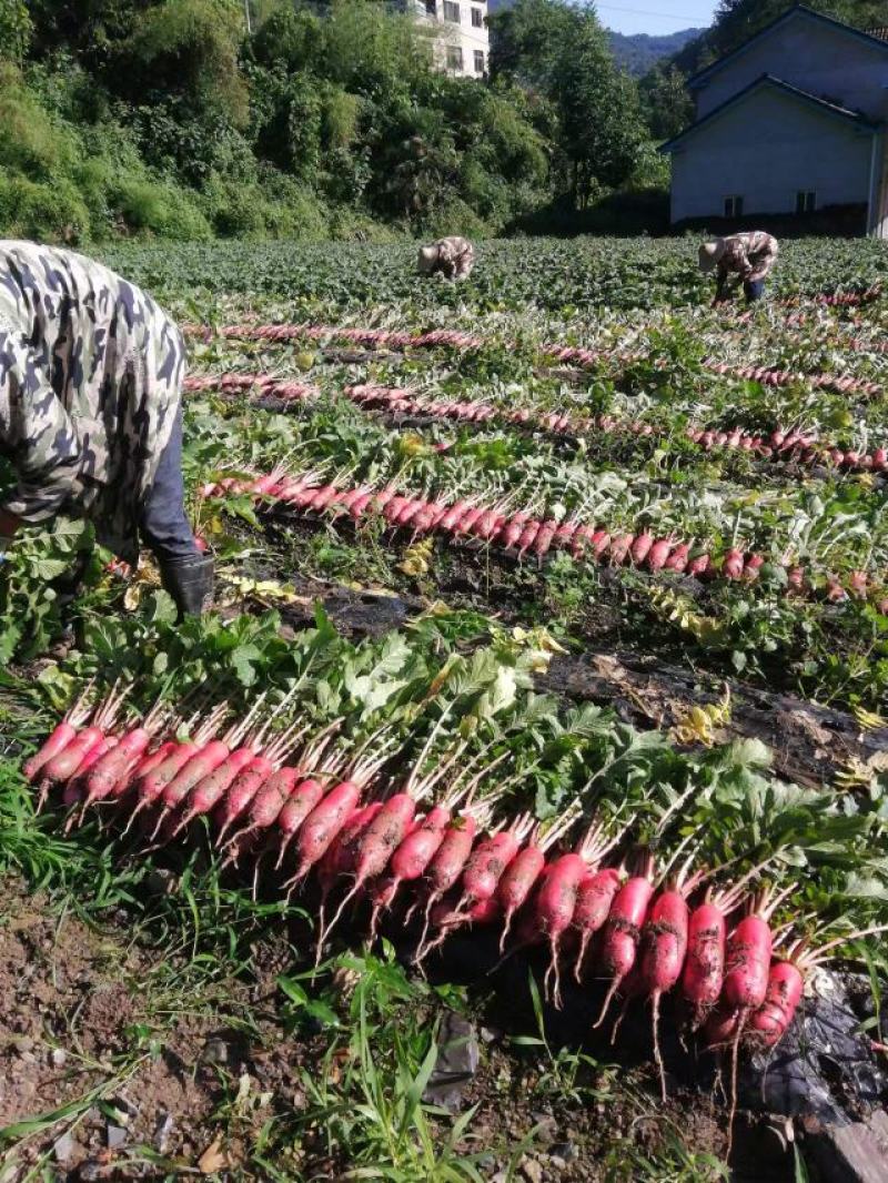 湖北长阳高山海拔1500米以上红皮萝卜已大量上市