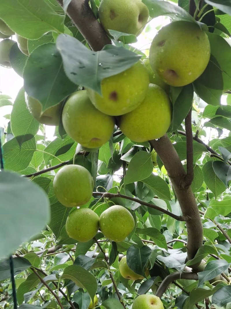 皇冠梨