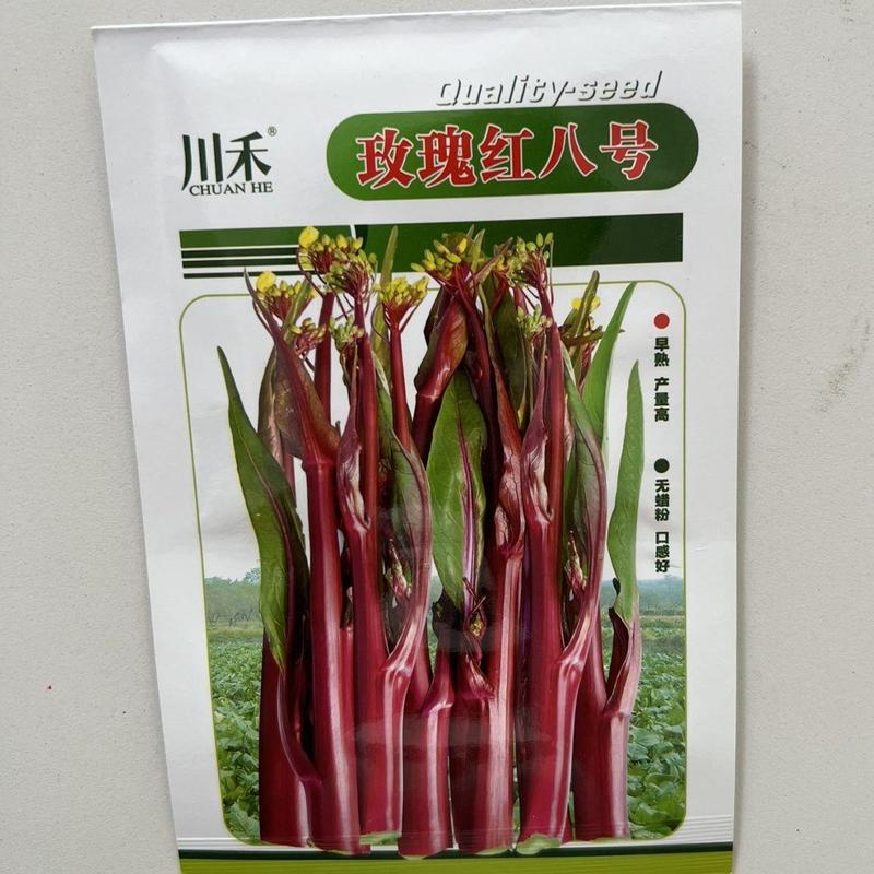 三系杂交川禾玫瑰红八号红菜苔种子，10克
