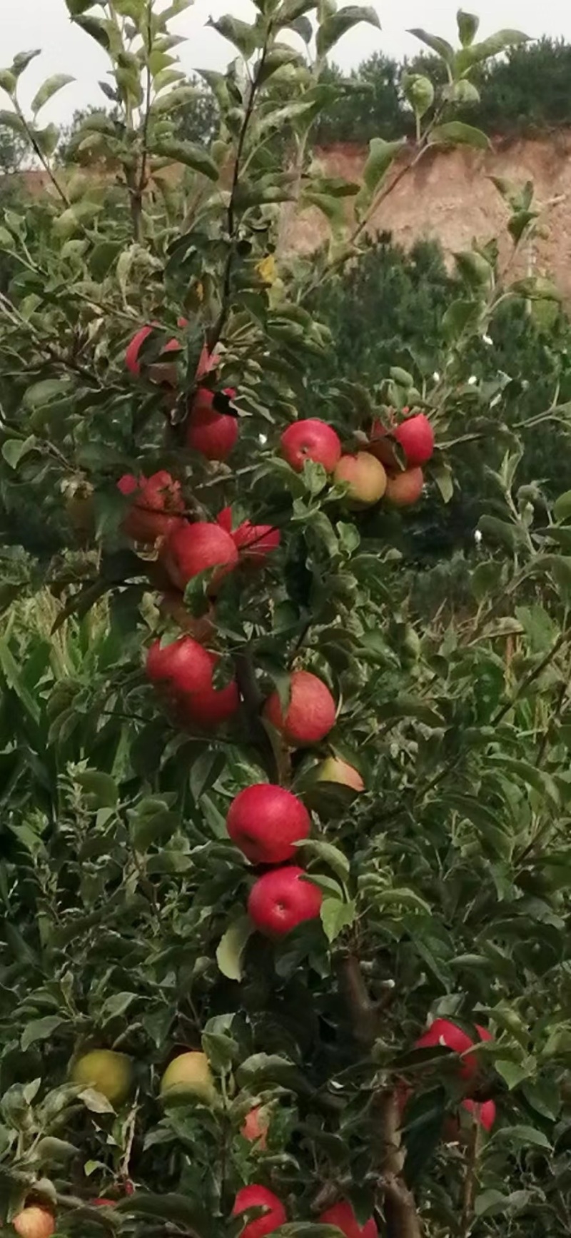 云南大量上市红露苹果大量现货果园直采酸甜可口