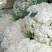 温州90天105天精品散花.松花.有现已大量上市