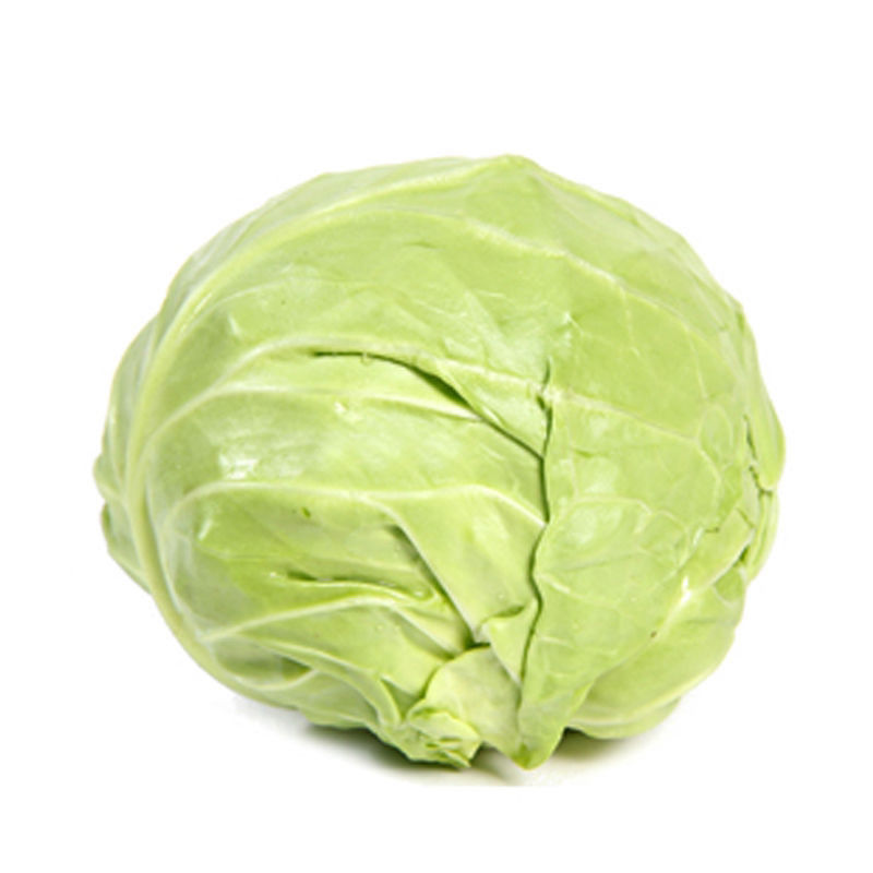 铁头包菜甘蓝苗恒绿25甘蓝苗墨玉50甘蓝苗种苗包回收