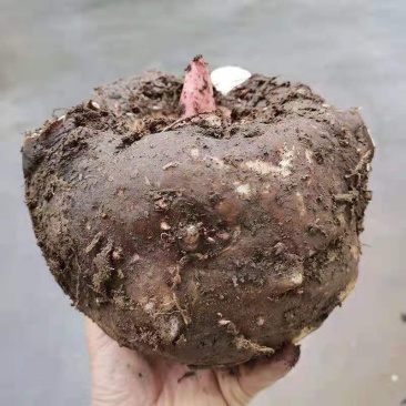 贵州毕节魔芋