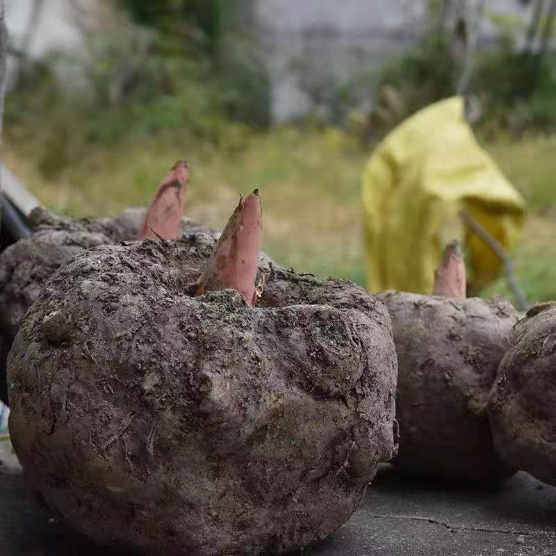 贵州毕节魔芋