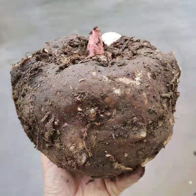 贵州毕节魔芋