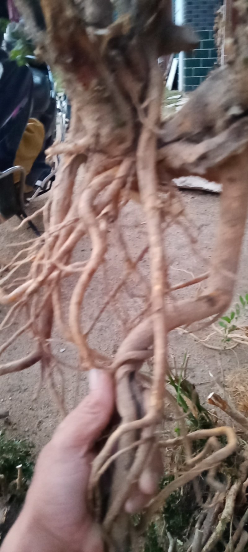 水杨梅盆景季节原因暂停供应