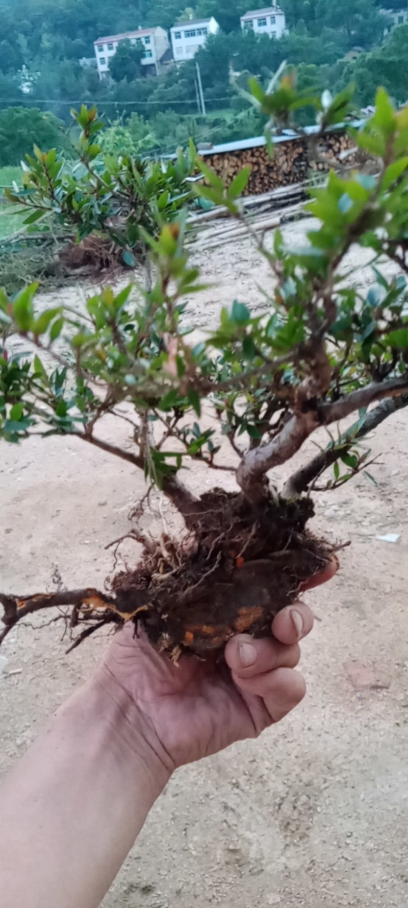 水杨梅盆景季节原因暂停供应