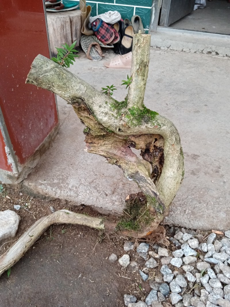 水杨梅盆景季节原因暂停供应
