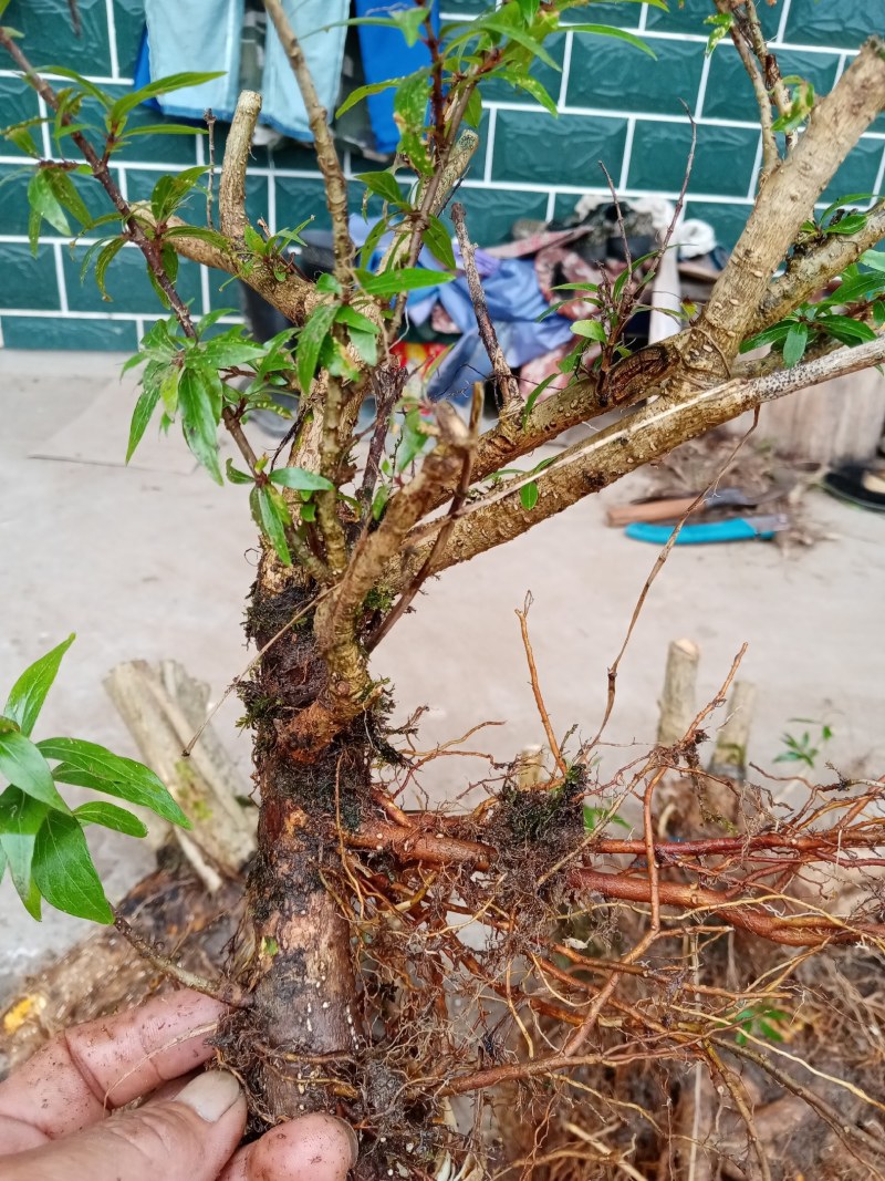 水杨梅盆景季节原因暂停供应