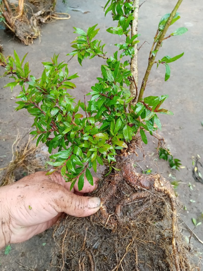 水杨梅盆景季节原因暂停供应