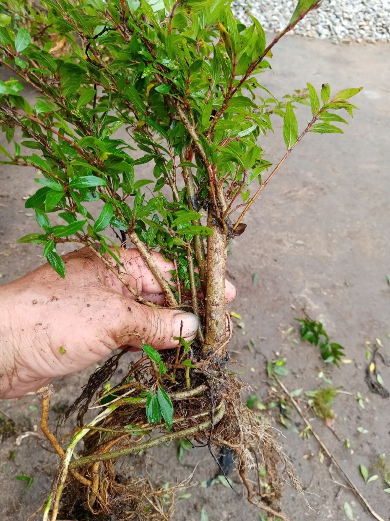 水杨梅盆景季节原因暂停供应