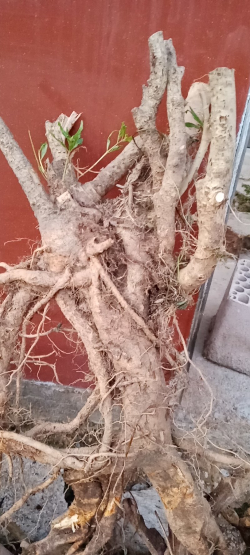 水杨梅盆景季节原因暂停供应